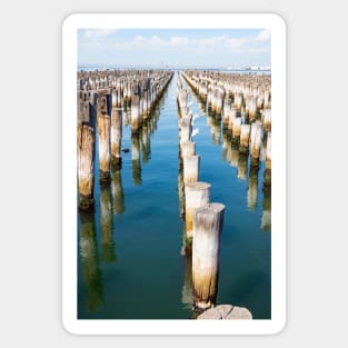 Rows of old wooden wharf piles in Melbourne, Australia. Sticker